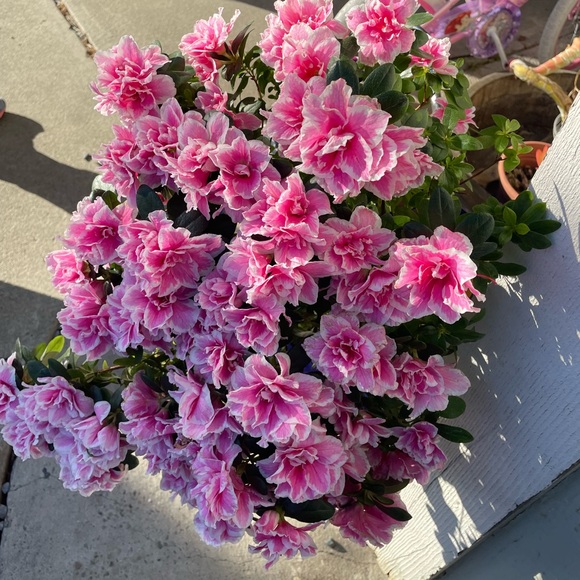 pot_ofpeonies